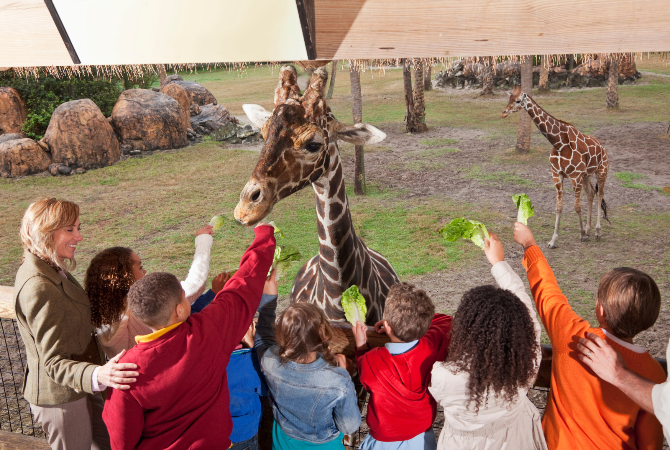 享用飯店早餐→綠山動物園 (園內有超過300種動物、推薦觀賞企鵝秀)→Chocolate Ville巧克力村(童話小鎮、遊船表演、煙火秀、湖畔餐廳晚餐)